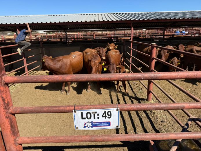 Commercial Animals | Mac Farms
