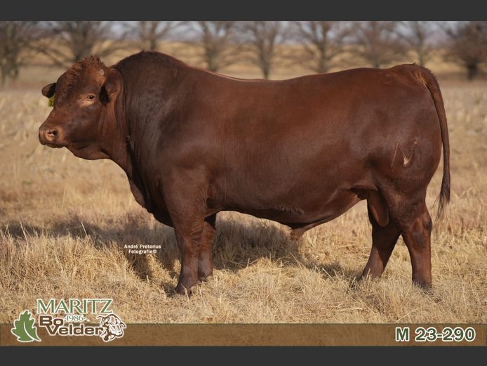 M230290 | Maritz Bovelders