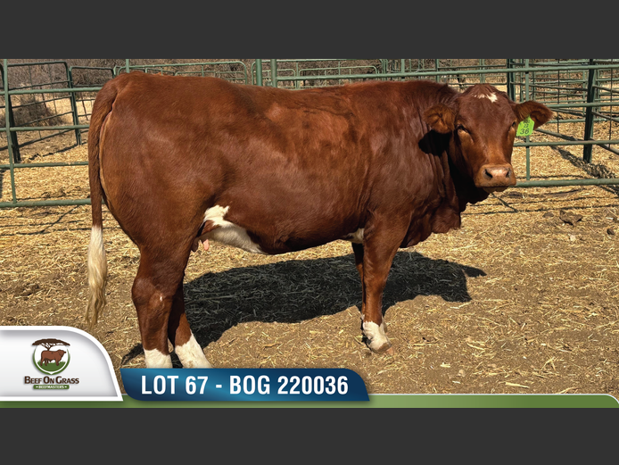 BOG 220036 | BEEF ON GRASS