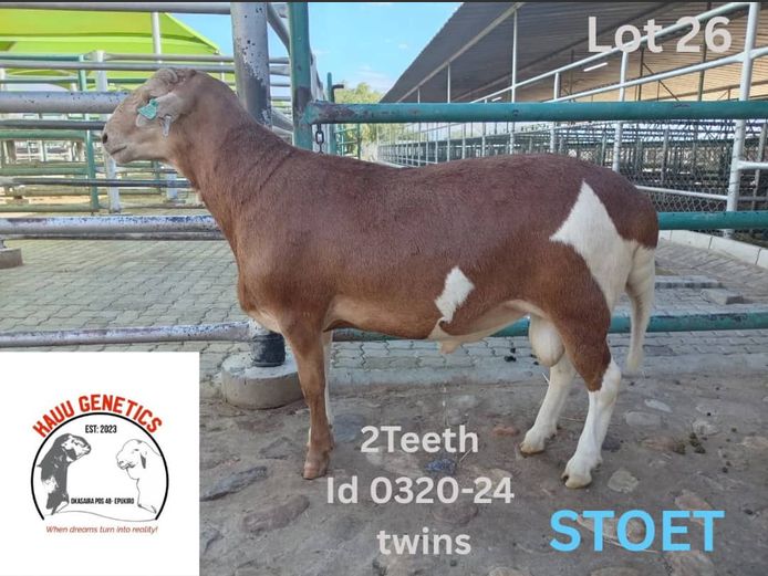 24-0320 | KAUU GENETICS