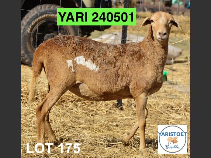 240501 | YARI STOET