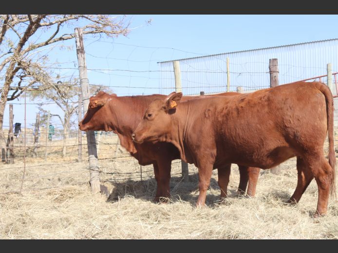 Pregnant Heifers