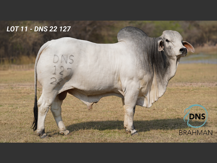 DNS22127 | JES-C BOERDERY (PTY) LTD