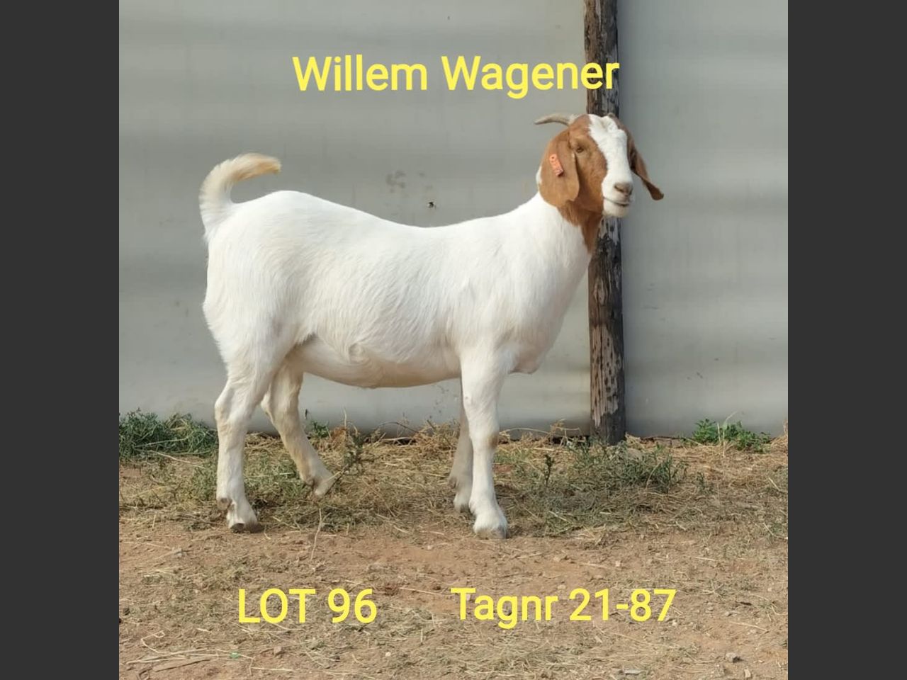 images