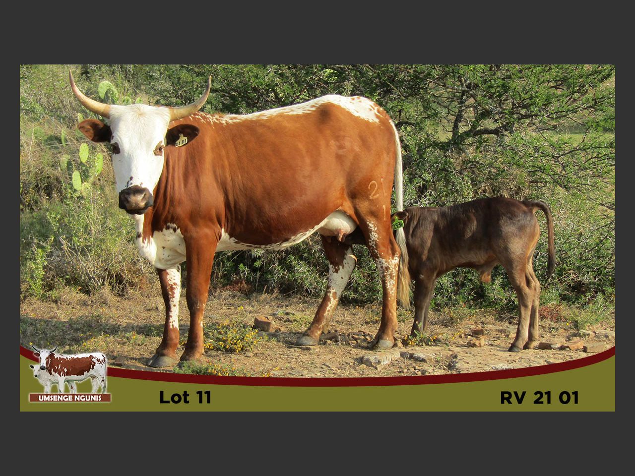 Lot 11 | UMSENGE NGUNI & QHINA DISPERSAL SALE | SwiftVEE | South Africa ...