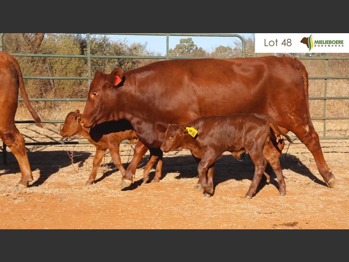 Kommersiële Vroulike Diere