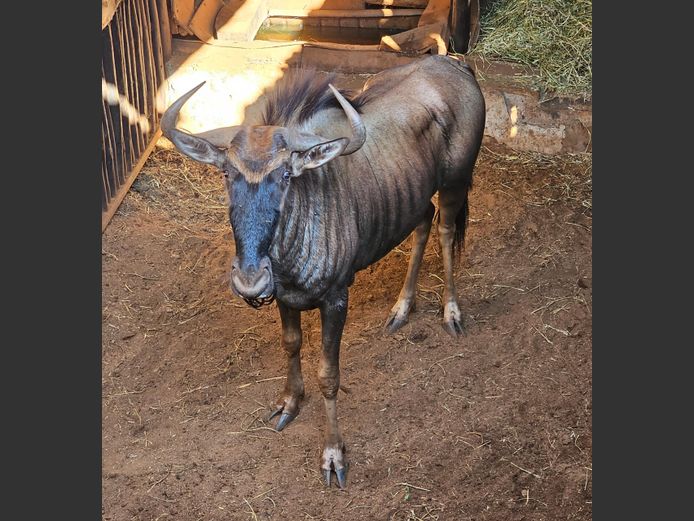 BLUEWILDEBEEST | NYANE GAME