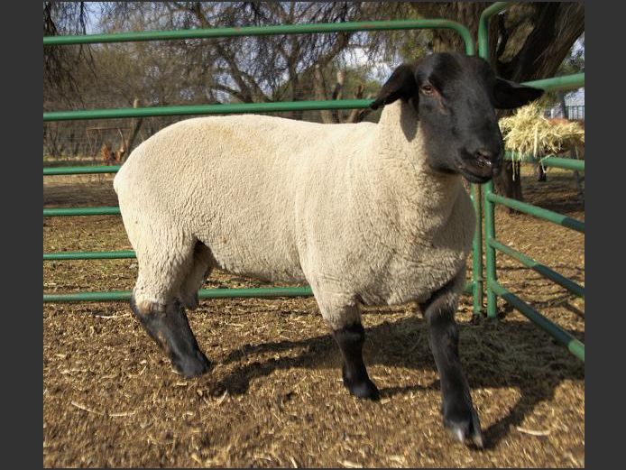 364240079 | TRIO BOERDERY