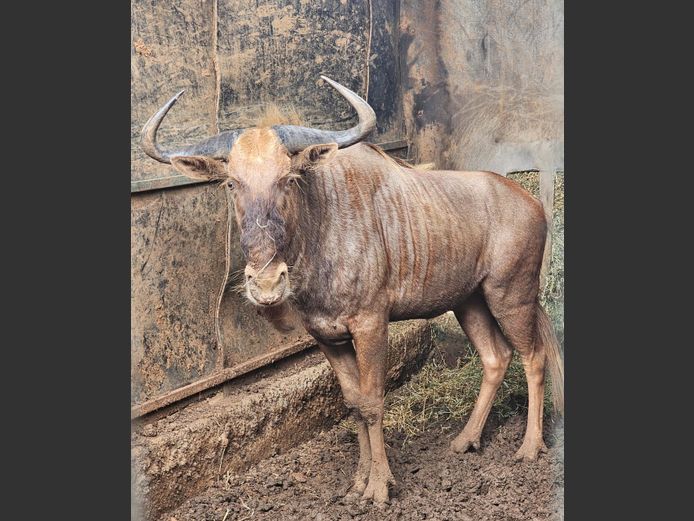 GOUE WILDEBEES | HENLU WILDLIFE
