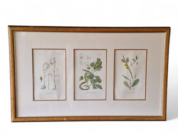 Framed Set of Botanical Illustrations