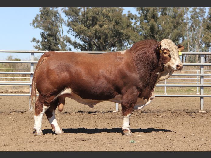 E23273 | EE SCHULENBURG