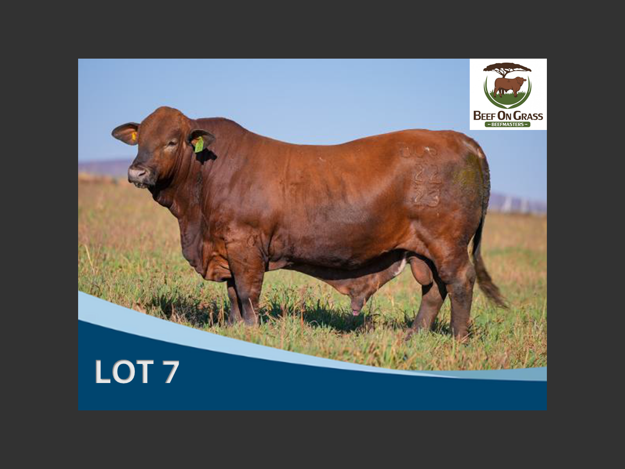 Lot 7 | LIMPOPO BEEFMASTER KLUB VEILING | SwiftVEE | Livestock & Cattle ...