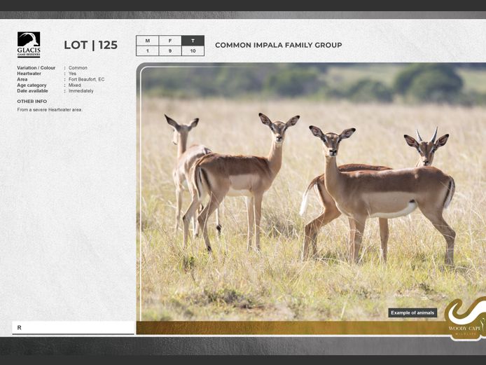 Impala - Common | G.E. Harvey