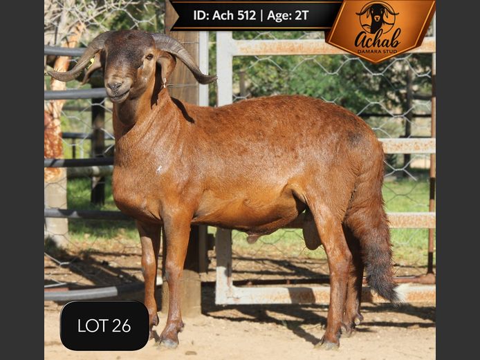512 ACH | Achab Damara Stud