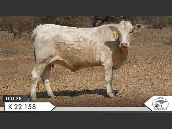 K 220158 | KOPERKOP HUGENOOT STOET