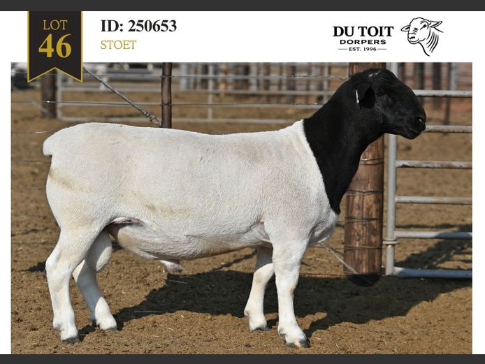 250653 | DU TOIT DORPERS