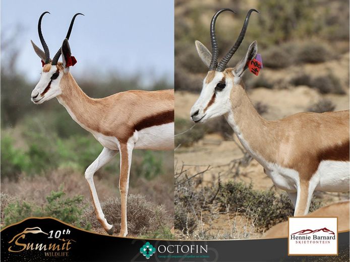 14"+ Springbok Ewes RW 19 3/8" Raptor