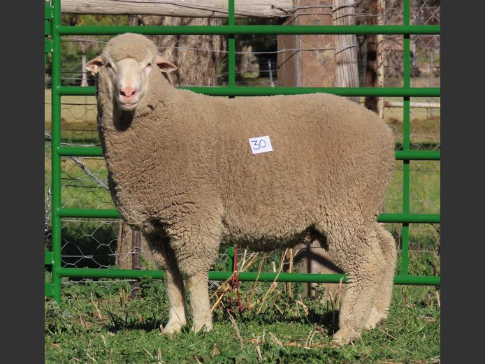 186 | Rooipoort Poenskop Merinos