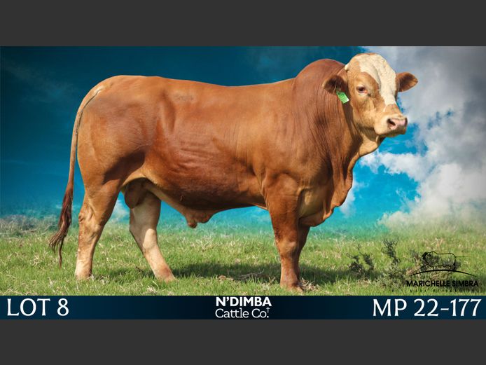 MP22177