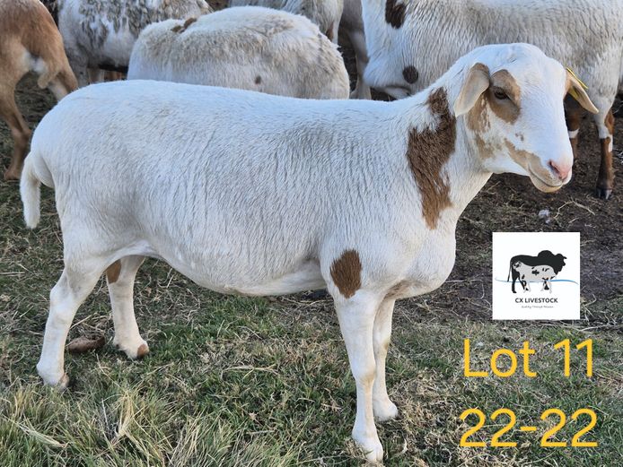 22-22 | CX LIVESTOCK