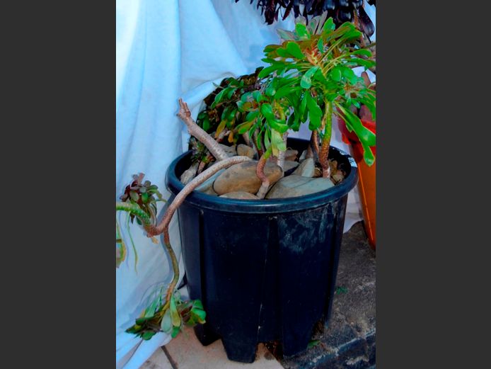 PLASTIC PLANTER WITH PLANT, 34cm Diameter x 30cm High