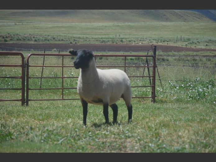 301 240329 | TWEESEUNS