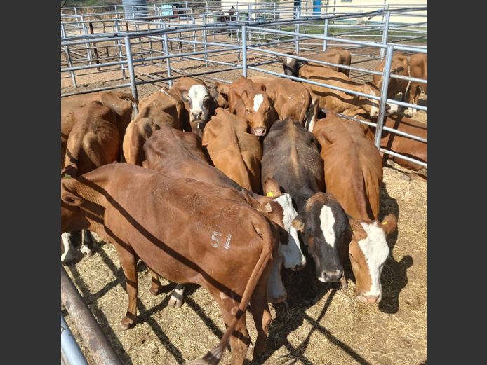 COWS | DOLL FARMING PREMIUM AUCTION