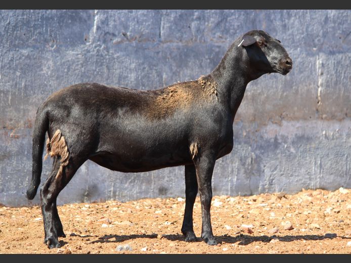 CRL 24.679 | Riaan Liebernberg - Hanri Meatmasters