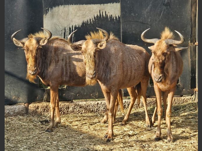 GOLDEN GNU | 3-SOUTH BDY