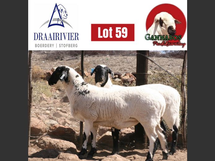 NS24-129 | Draairivier Boerdery