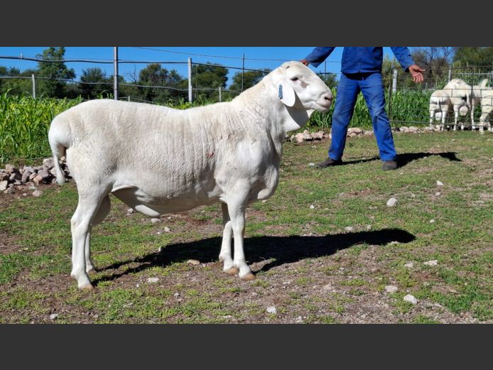 Z 24 5093 | SCHOLTZ & SEUNS