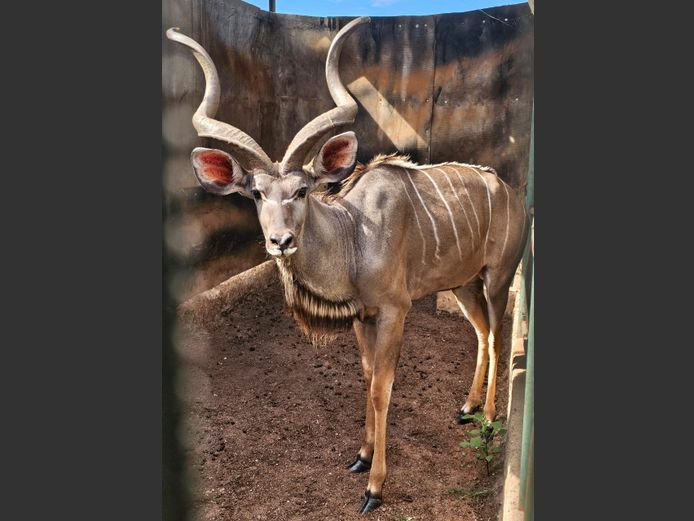 KUDU | WATERBERG GAME