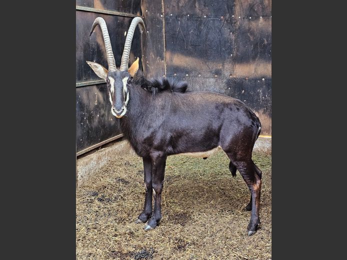 SABLE 41” | DE KOCK BDY