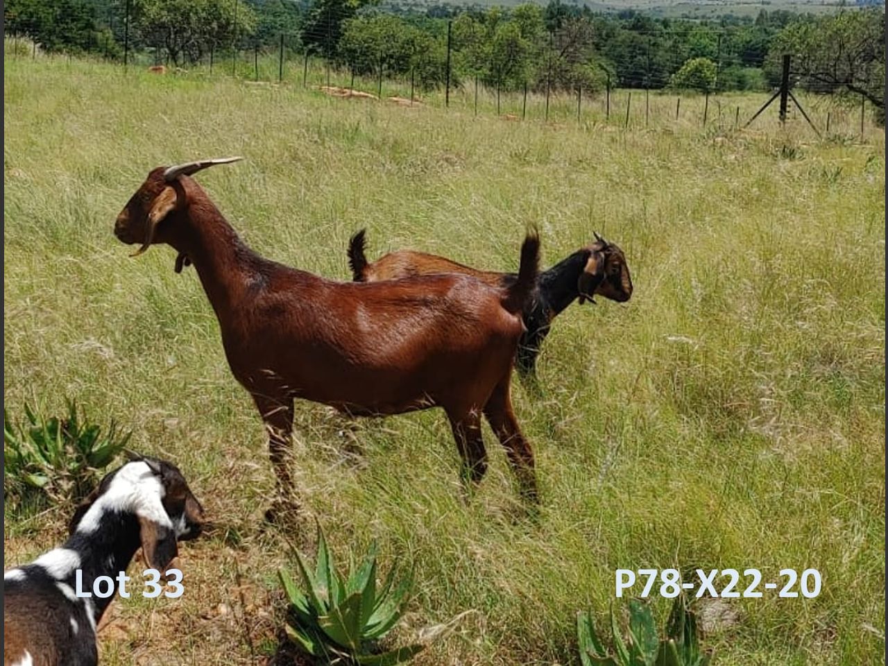 images