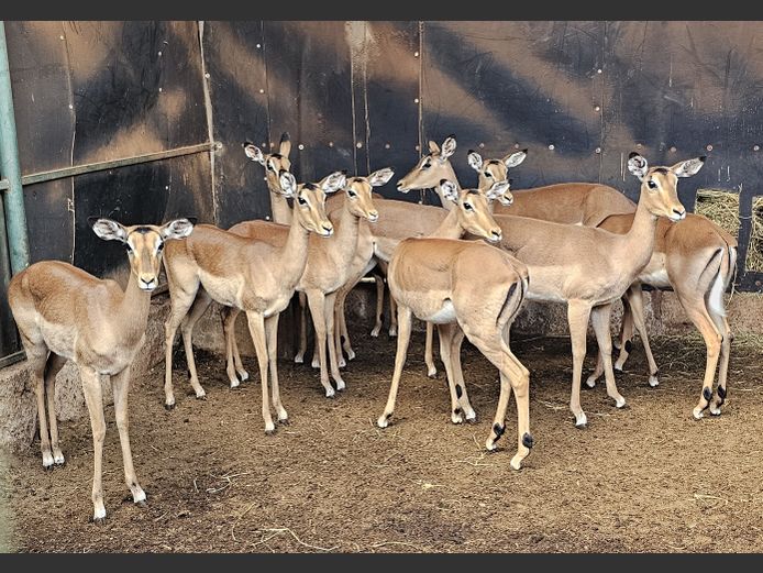 IMPALA | PETRU SAF