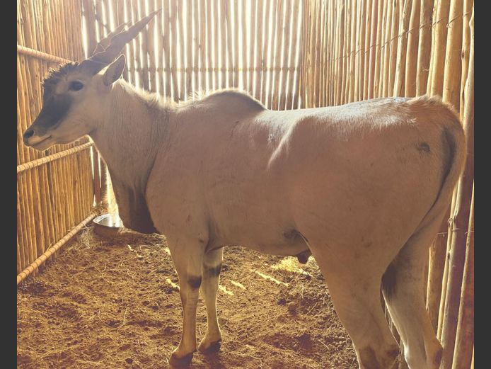 Eland Kuif Bul