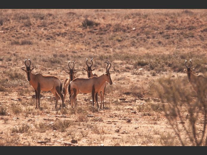 Red Hartebeest Mixed | SANParks - ADDO Elephant National Park