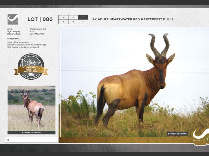 Red Hartebeest | Woody Cape Wildlife (Pty) Ltd