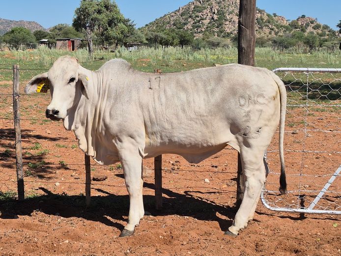 23-0037DNC | DANECO BRAHMAN STOET 