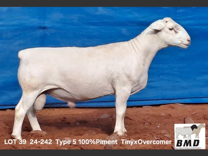 24-242 | BROER MARITZ DORPERS