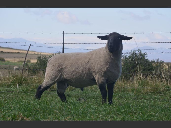 301 240140 | TWEESEUNS