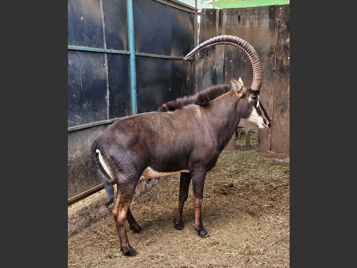SABLE 46” | VS BOERDERY