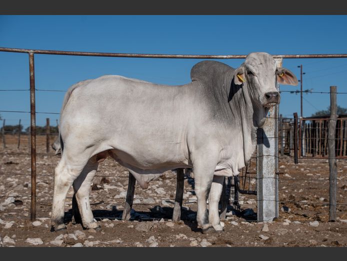 22-0234FK | WANETTA BRAHMANE