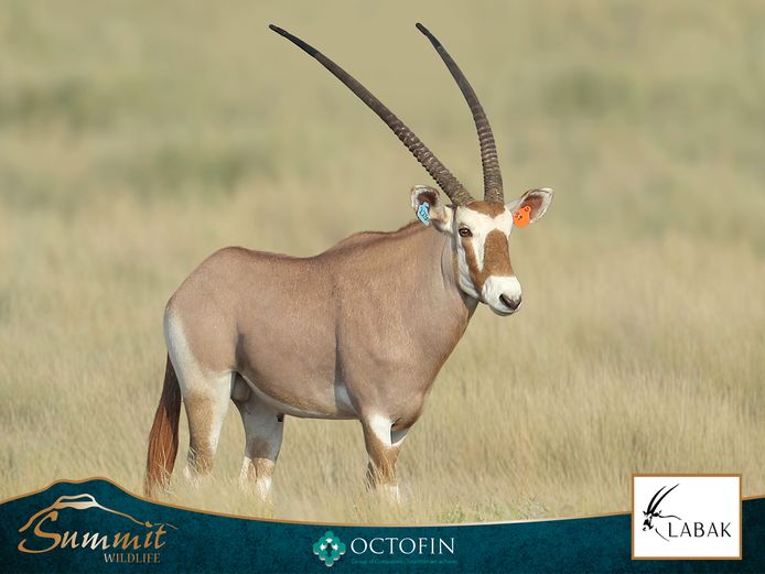 40 3/8" GOLDEN ORYX BULL