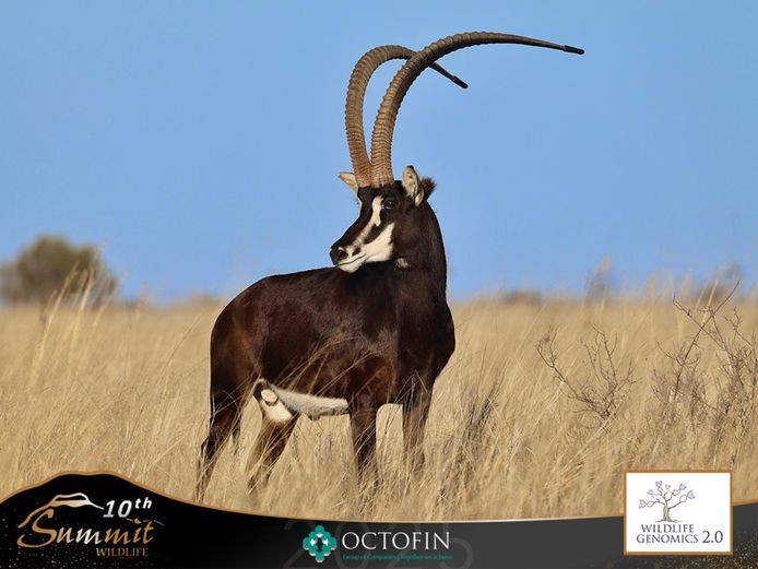 51 6/8" Sable Bull "Rundu"