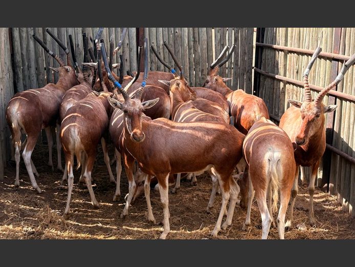 Koper Blesbok Ramme