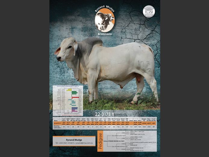 22-0173Y | RYNAND MUDGE BRAHMAN