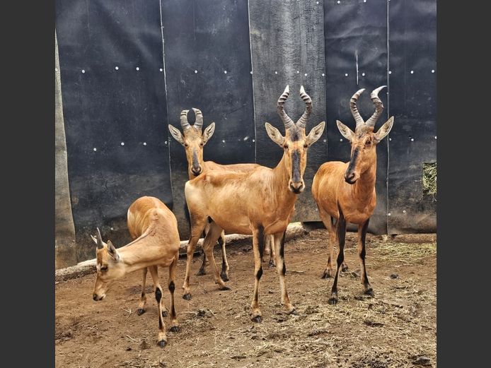 RED HARTEBEEST | HELICON