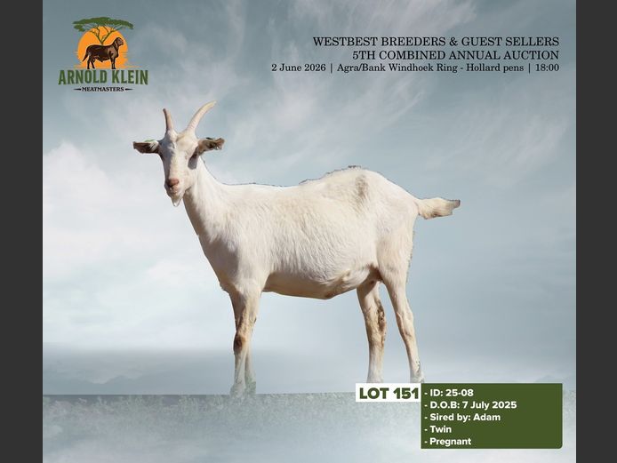 25-08 | Arnold Klein Meatmaster