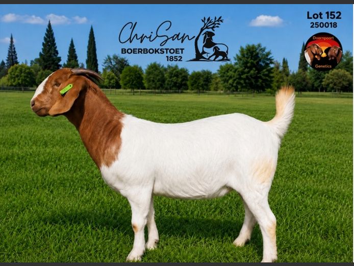 1852250018 | CHRISAN BOERBOKSTOET 